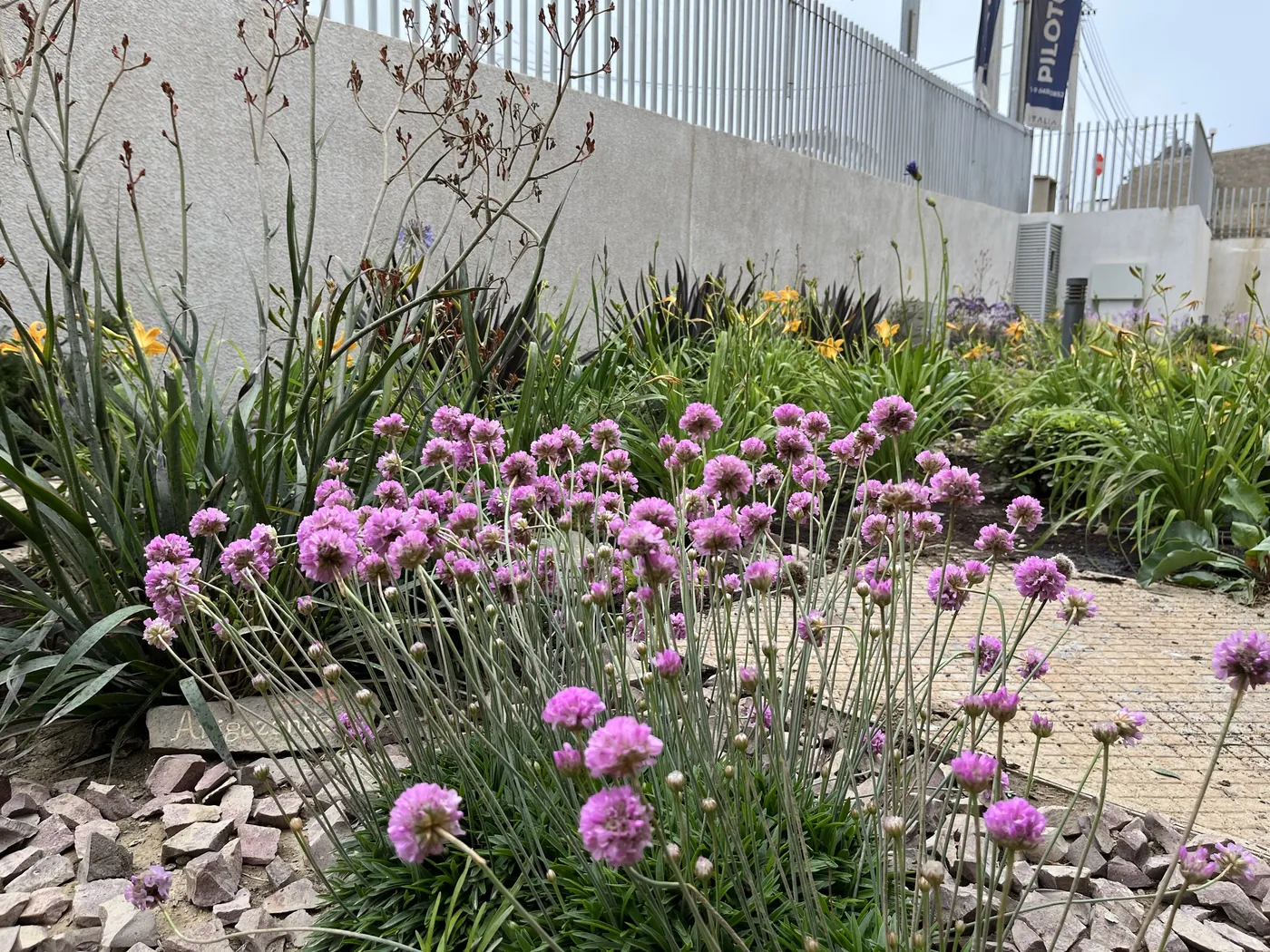Macizo de armeria en flor sobre cubierta de gravilla