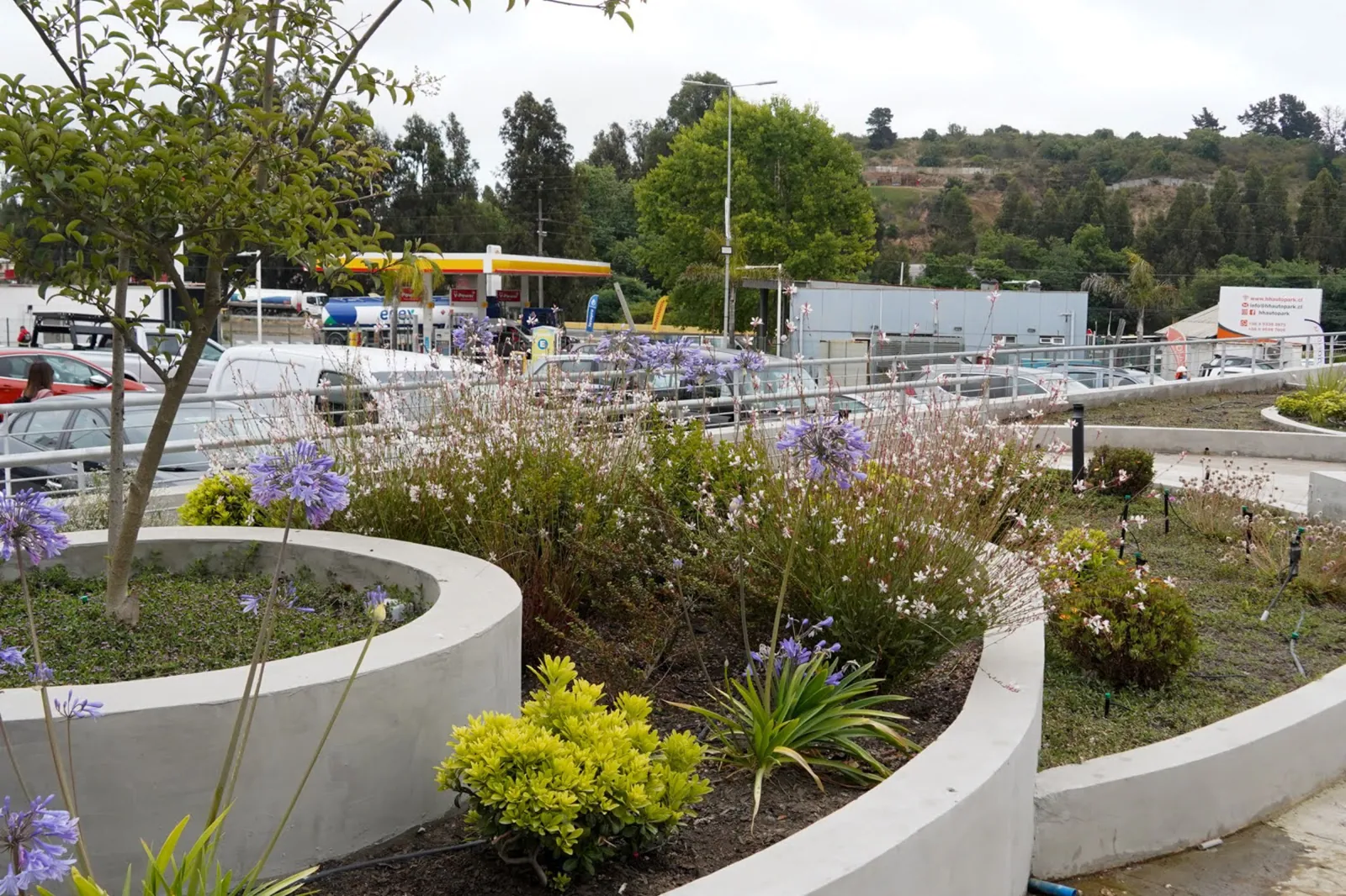 Jardinera con agapantos en flor junto al estacionamiento